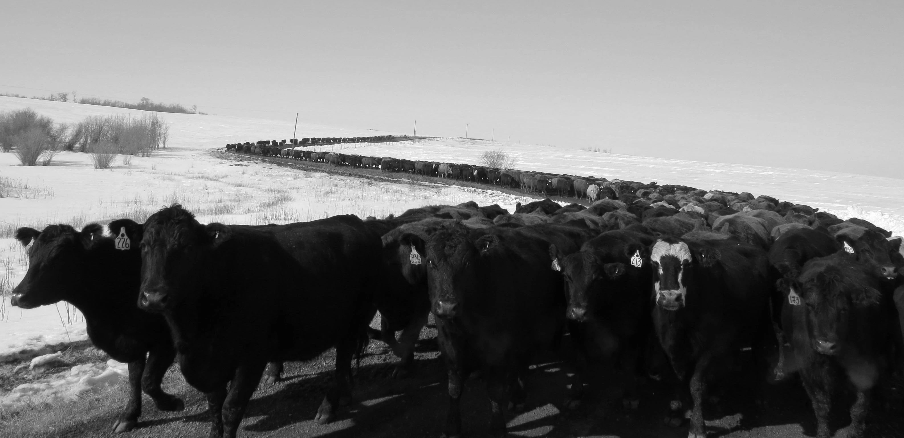 Pre-spring cattle drive