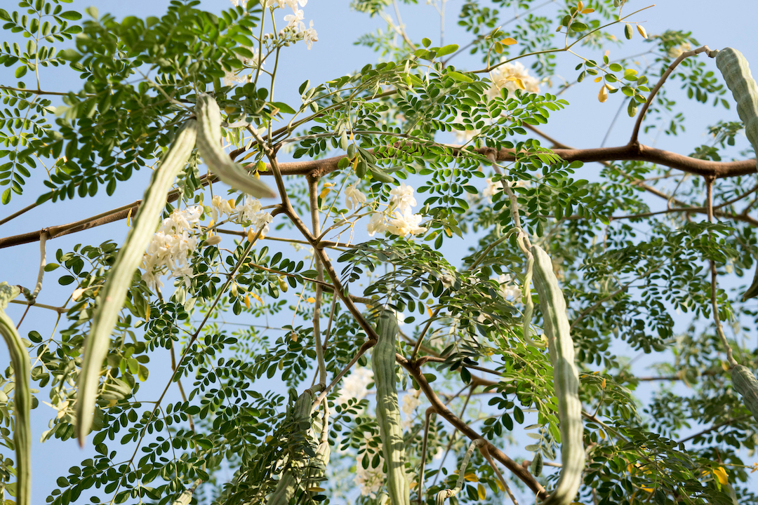 Oringa Oleifera Tree